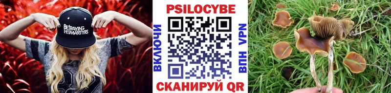 Галлюциногенные грибы Psilocybe Мценск